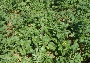 mixture cover crop