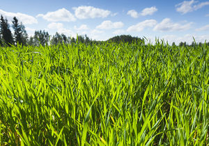 rye cover crop