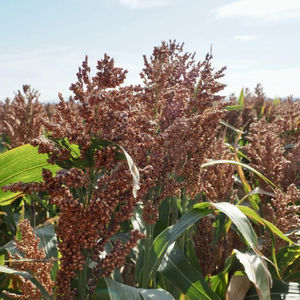 early sorghum seeds