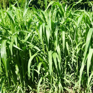 sorghum fodder