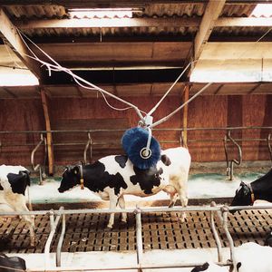 livestock comfort brush / stationary / cows / horizontal