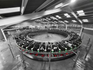 cow milking parlour