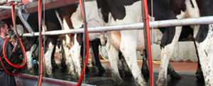 electronic milking pulsator