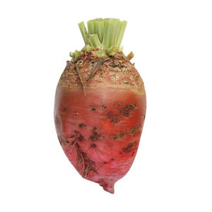 fodder beet seeds