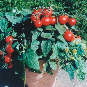 red cherry tomatoes