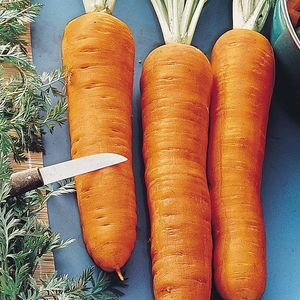 autumn carrot seeds