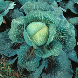 autumn cabbage seeds