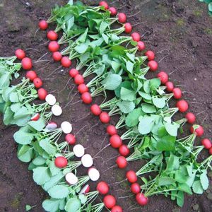 summer radish seeds