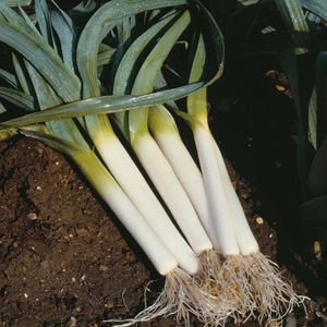 summer onion seeds