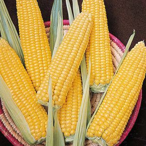 grain corn seeds