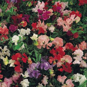annual floral seed 1