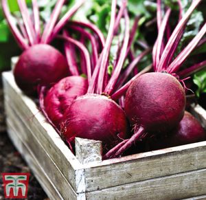 edible beet seeds
