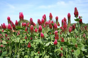 clover cover crop