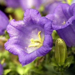 biennial floral plants