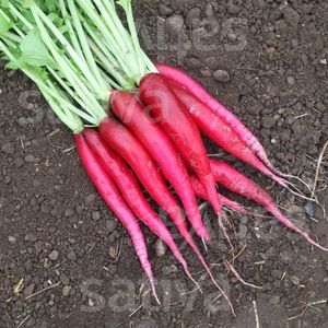 autumn radish seeds