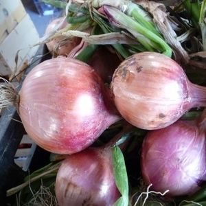 summer onion seeds