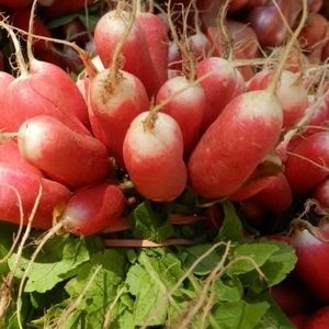 hybrid radish seeds