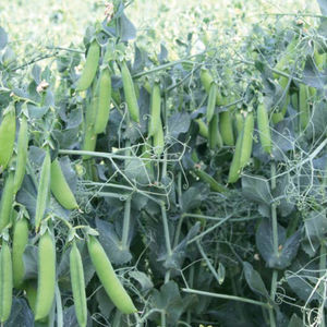 protein pea seed