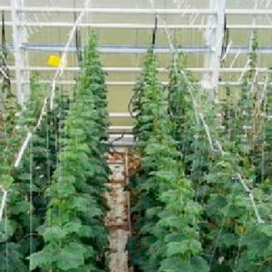powdery mildew resistant cucumber seed