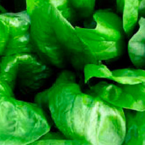 early spinach seed