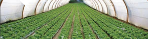 mineral fertilizer
