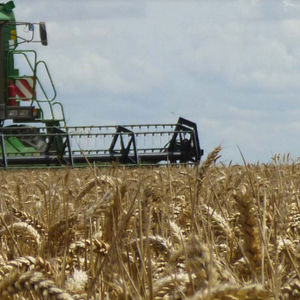 mid-late wheat seed