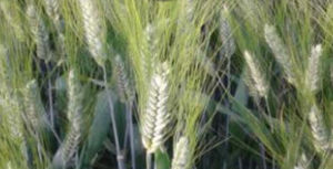 early durum wheat seeds