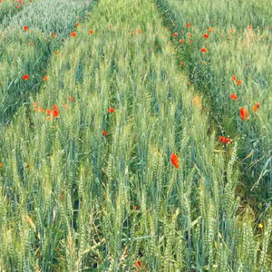 early wheat seed