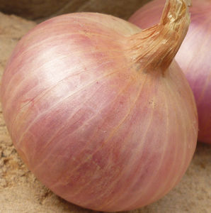 onion seeds