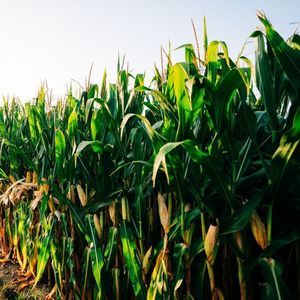 early corn seeds