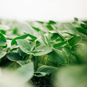 summer soybean seeds