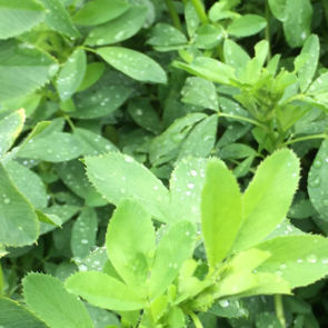 alfalfa fodder