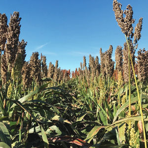 early sorghum seeds