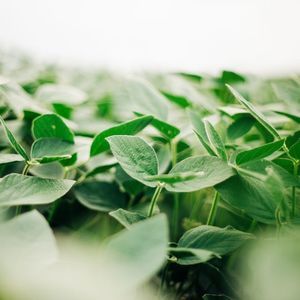 early soybean seeds
