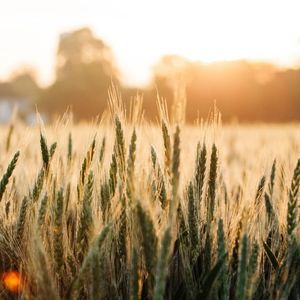 medium wheat seed