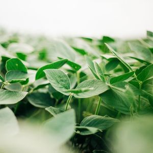summer soybean seed