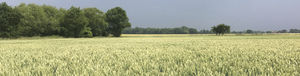 early buckwheat seeds