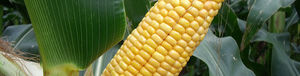very early corn seeds
