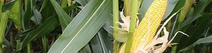 very early corn seeds