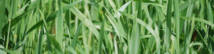 medium wheat seed