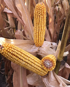 early corn seeds