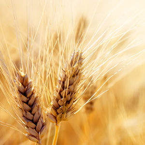 winter barley seeds