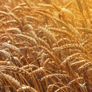 early wheat seed