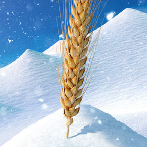 medium durum wheat seeds