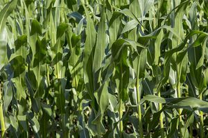 very early corn seeds