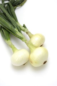 Hybrid onion seed - Hi Keeper - thompson-morgan - yellow