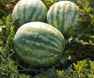 medium early watermelon seeds