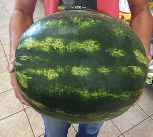 early watermelon seeds