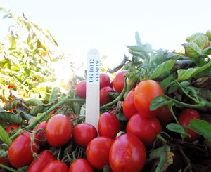 red tomato seed 1