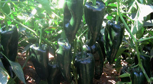 bacterial spot resistant pepper seeds